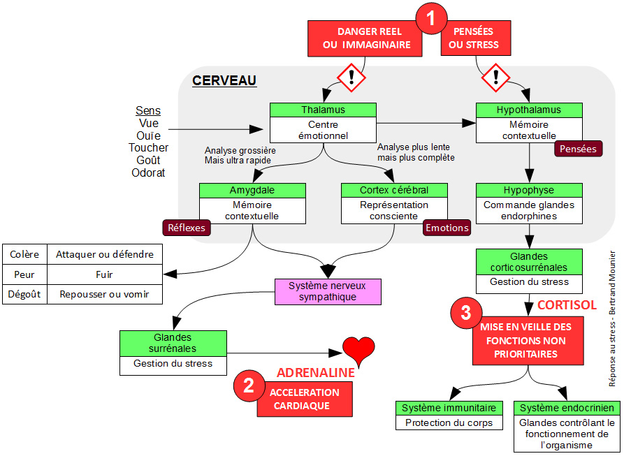Réponse au stress