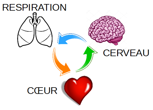 Principe de la cohérence cardiaque
