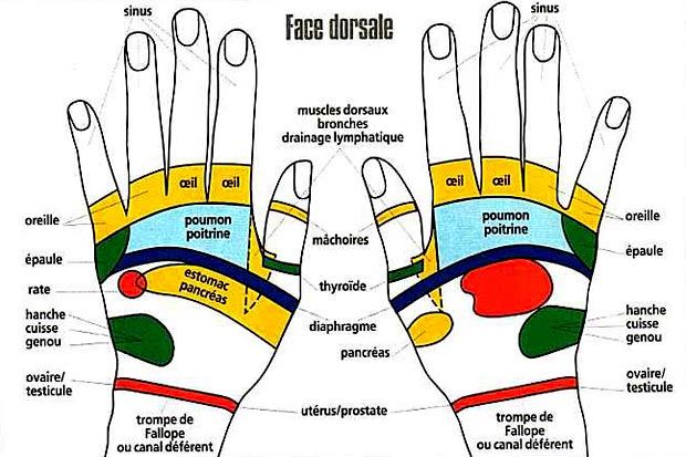 Réflexologie des mains, faces dorsales