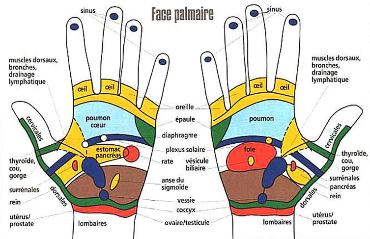 Réflexologie des mains, faces palmaires