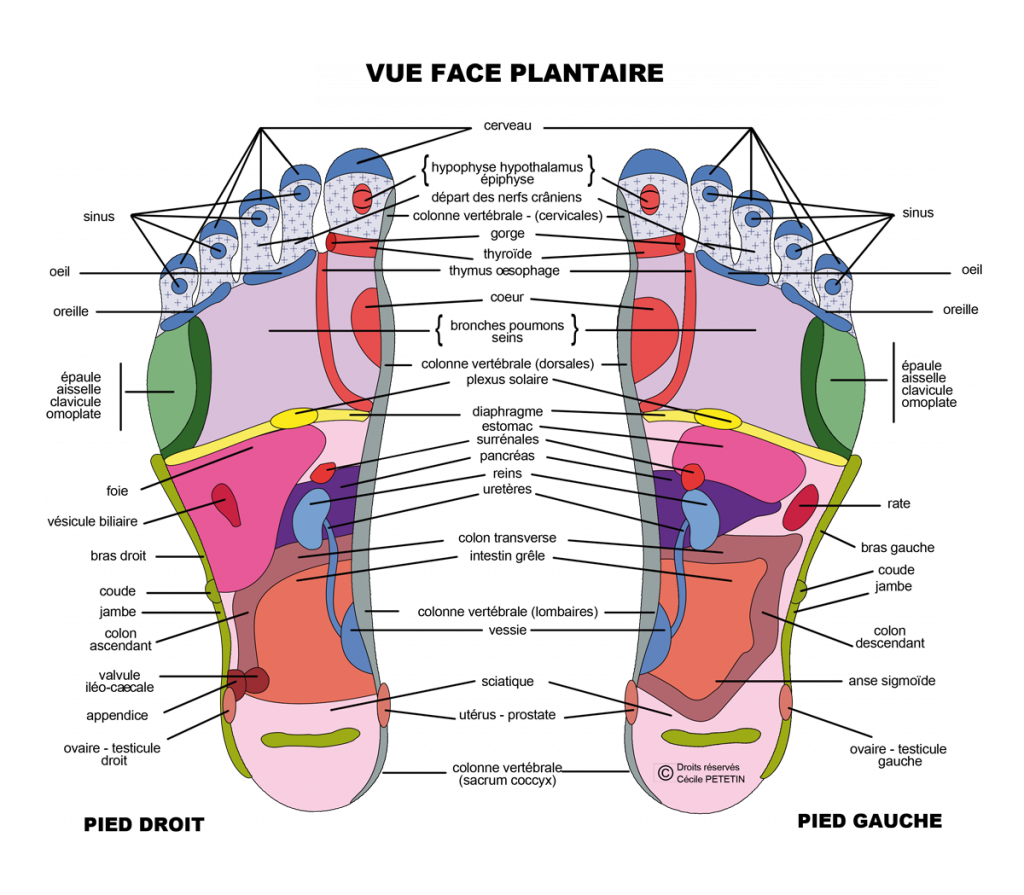 Réflexologie des pieds, faces plantaires