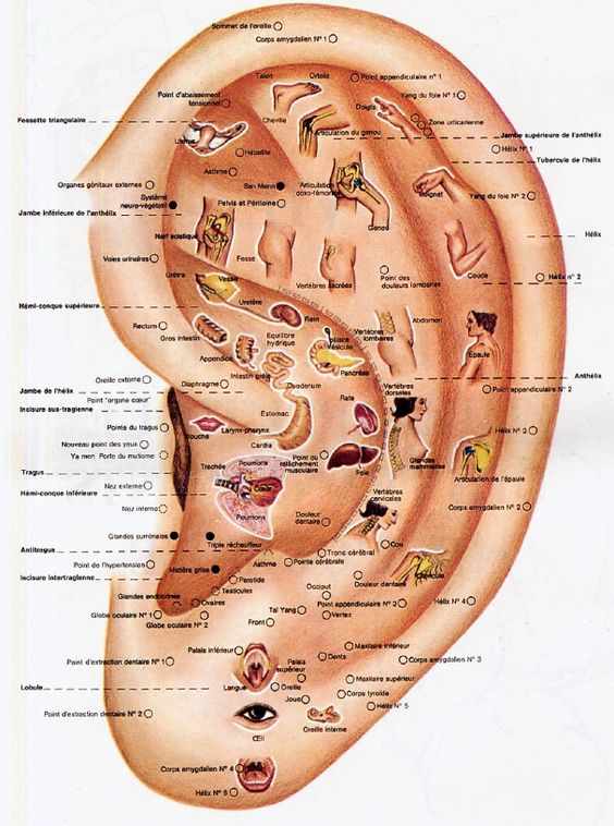 Réflexologie des oreilles